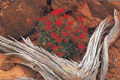 Paintbrush4x6pcim21207fb.png