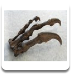 Allosaurus Hand Replica