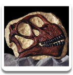 Camarasaurus Skull Replica