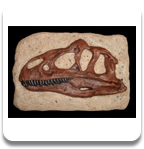 Allosaurus Skull Replica