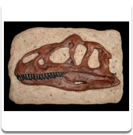 Allosaurus Skull Replica