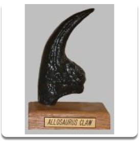 Allosaurus Claw Replica on Base